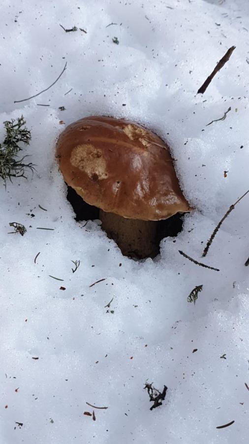 Alloggi Buon Riposo Tarvisio Dış mekan fotoğraf